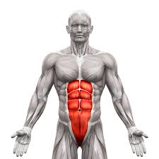 <p>What muscle group is this? </p>