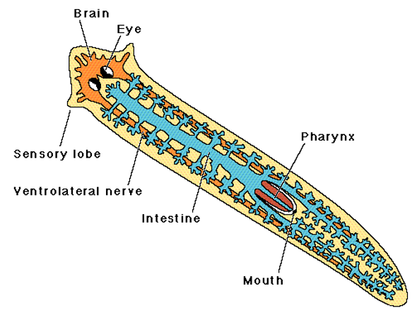 <p><span>•Planarians</span></p><p><span>•Free-living predators or scavengers</span></p><p><span>•Have protonephridia (flame cells) used for osmoregulation</span></p><p><span>•Ocelli (eye spots)</span></p><p><span>• A protrusible pharynx used for eating and expelling waste</span></p>