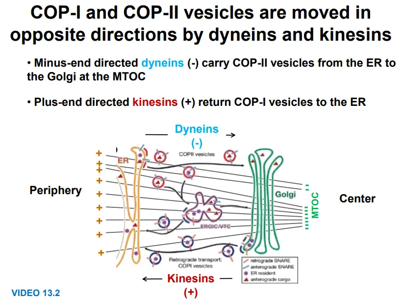 <p><strong>motor proteins</strong> bind to vesicles and organelles and move along the microtubules</p><ul><li><p><strong>kinesins </strong>move towards the <strong>plus </strong>end (outwards)- eg. for COP-I vesicles golgi → ER</p><ul><li><p>these are dimers with a <strong>cargo-binding tail </strong>domain, a <strong>stalk </strong>and a <strong>two head domain</strong>, which moves along microtubules in <strong>8nm steps</strong>, each using one <strong>ATP </strong>(binding and hydrolysis cause conformational changes for moving the heads forwards)</p></li></ul></li><li><p><strong>dyneins </strong>move towards the <strong>minus </strong>end (inwards)- eg. for COP-II vesicles ER → golgi</p><ul><li><p>these are more complicated, sometimes involving accessory proteins for binding, but using <strong>ATP </strong>to make <strong>irregular </strong>movements</p></li></ul></li></ul><p></p>
