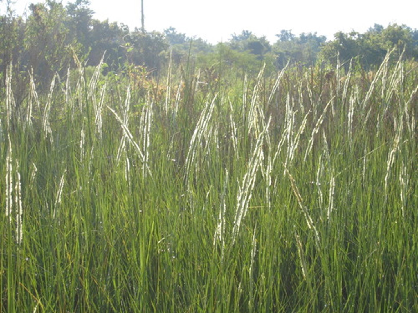 <p>Tall grass (up to 2 m) in low marsh, thick stems; Sandy Hook, Cheesequake.</p>