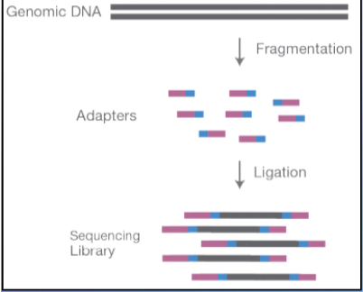 <ul><li><p><span>Fragmentation of DNA</span></p></li><li><p><span>End repair of fragmented DNA</span></p></li><li><p><span>Ligation of adapter sequences</span></p></li><li><p><span>Optional library amplification</span></p></li></ul><p></p>