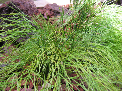 <p>Psilotum, whisk fern</p><p>Monilophyta</p><p></p>