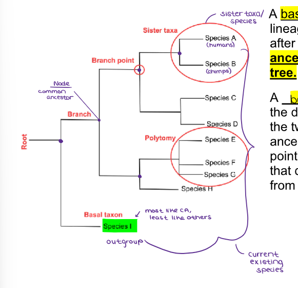 <ul><li><p>A <u><mark data-color="yellow" style="background-color: yellow; color: inherit;">branch point/node</mark></u>&nbsp;represents the divergence of two species, and the two species’ most recent common ancestor is represented by the branch point.</p></li></ul><p></p>