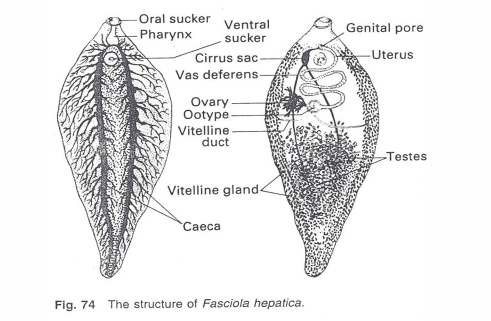 <p>digestive tracts</p><p>bile ducts</p><p>lungs</p><p>arteries</p><p>oviducts</p><p></p>