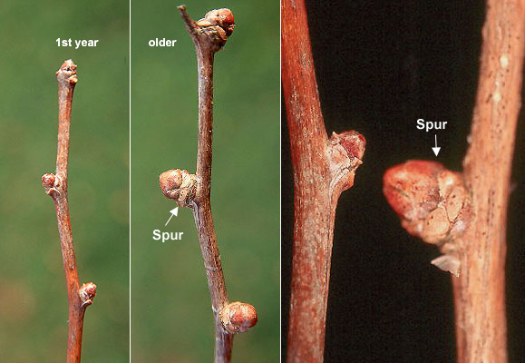 golden yellow fall color

fan shaped leaf

very urban tolerant and no insect or disease problems

female trees have VERY stinky fruits, male are better

non native but may be the oldest tree species