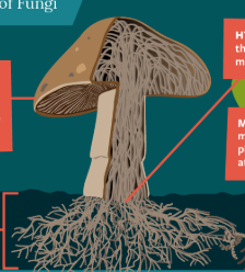 <p>absorb &amp; transport <strong>Phosphate</strong> <strong><span>→ roots </span></strong></p>