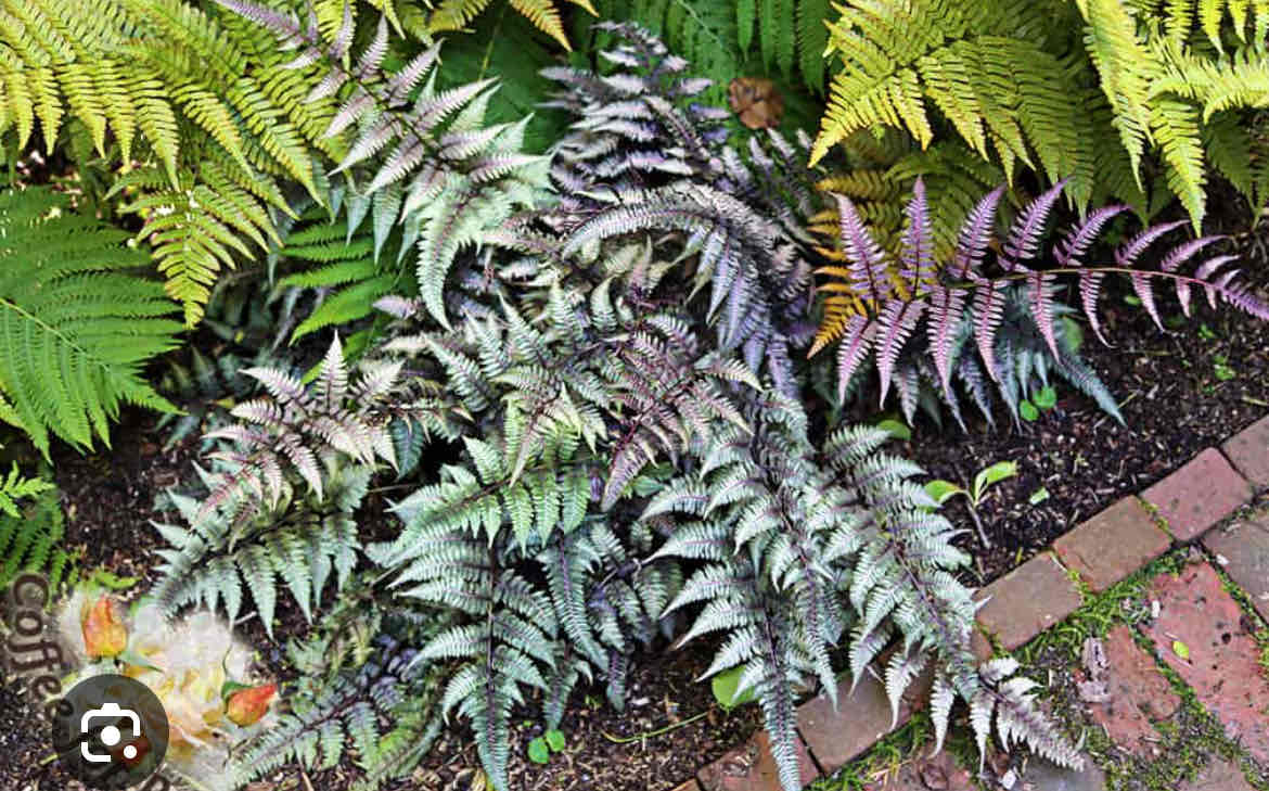 <p>Athyrium nipponicum 'Pictum'</p><p>Japanese Painted Fern</p>