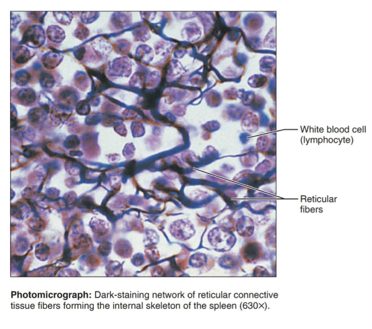 <p>fibers form a soft internal skeleton that supports other cell types including white blood cells, mast cells, and macrophages</p>