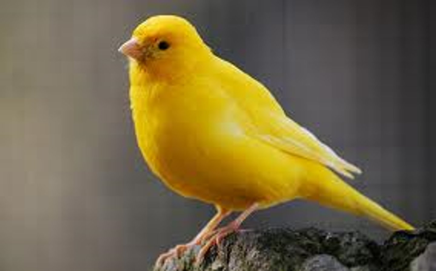 <p>canary</p>