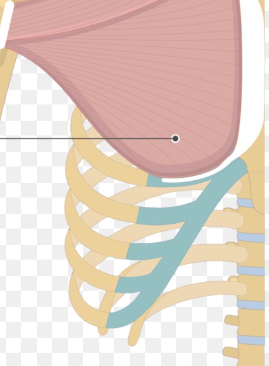 <p>pectoralis major sternal head </p>