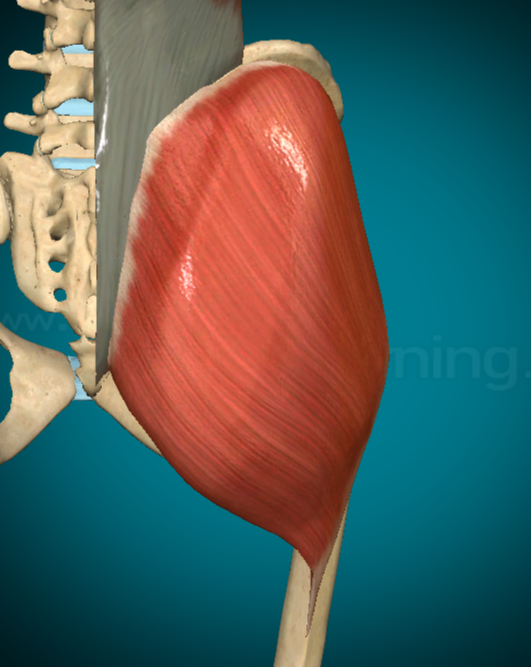 <p><strong>MUSCOLO GRANDE GLUTEO</strong></p>