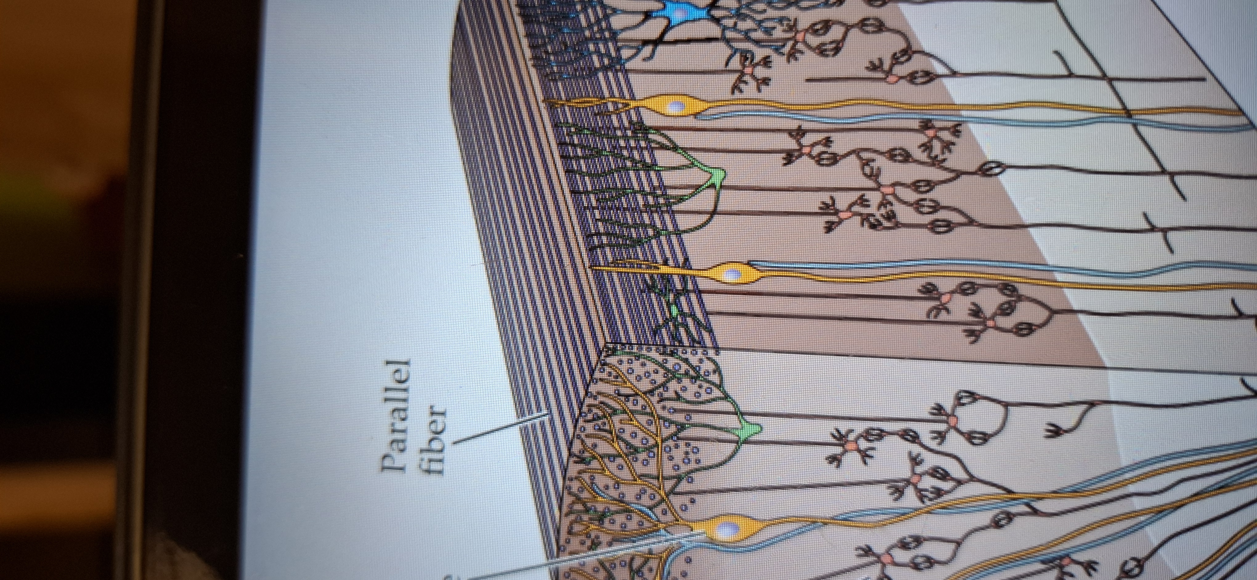 <p>Makes up the third outermost layer(also called molecular)</p>