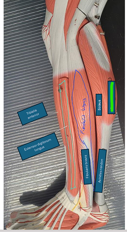 <ul><li><p>plantar flexes and inverts the foot </p></li></ul><p></p>