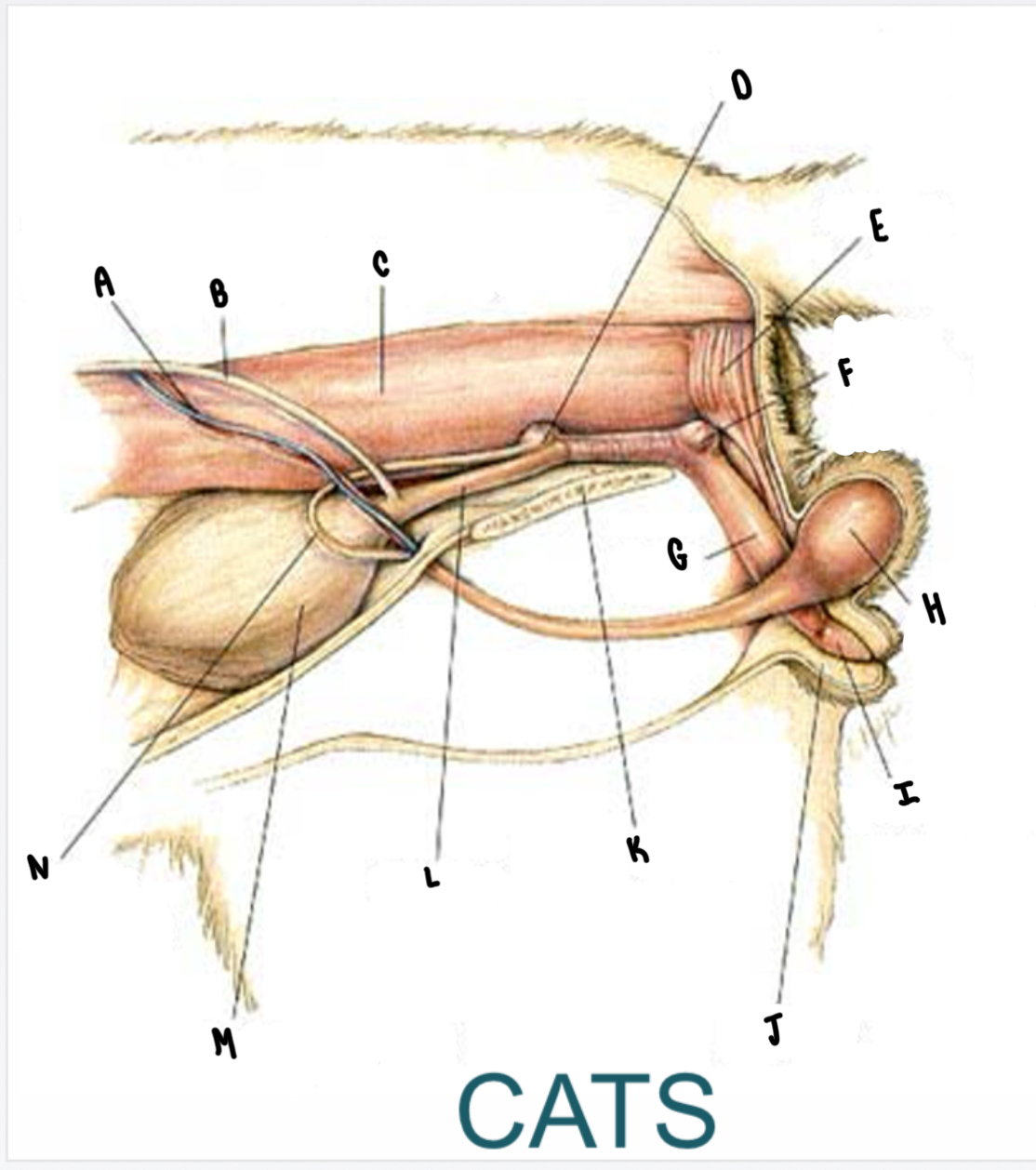 <p>What is the structure labeled G?</p>