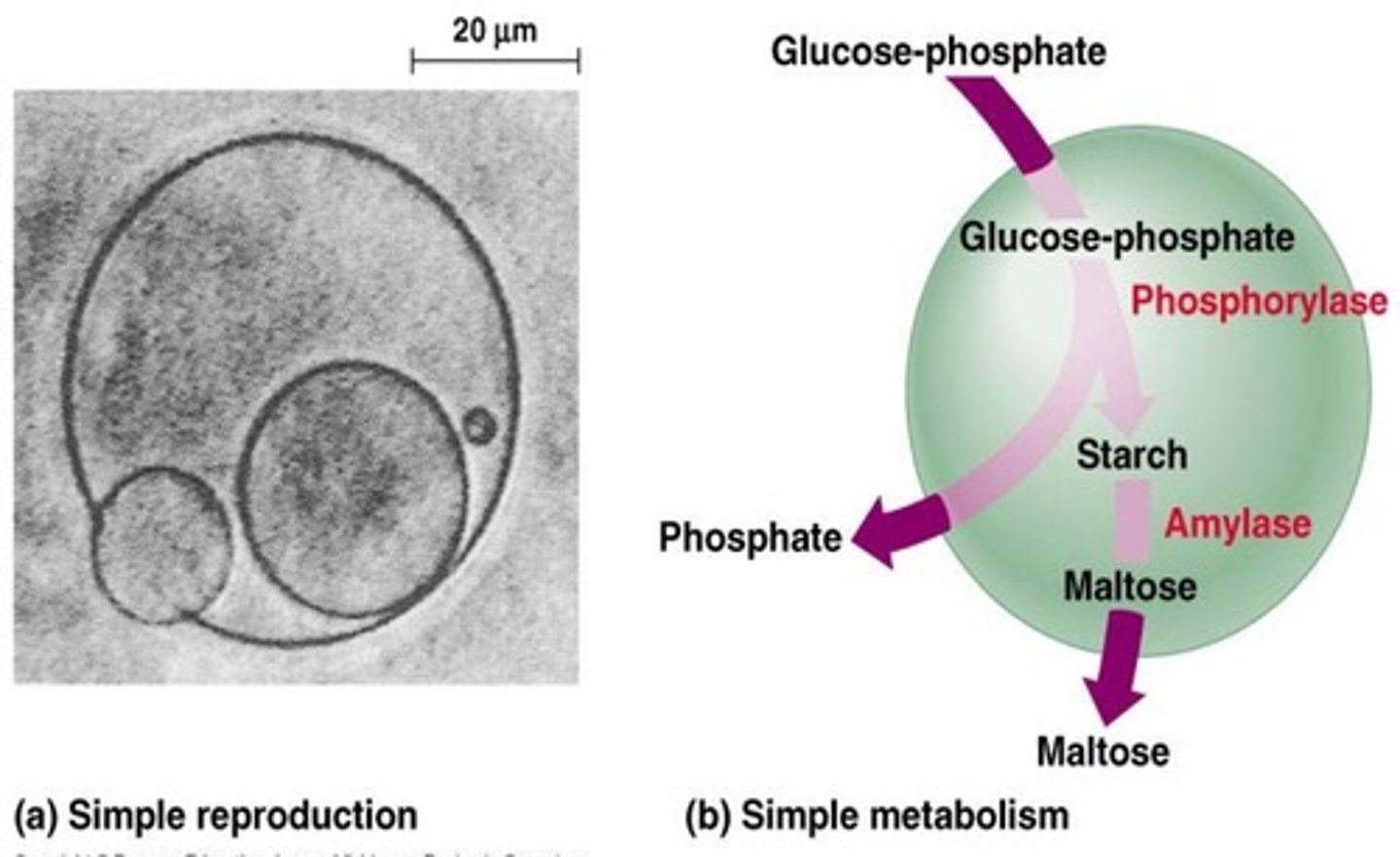 <p>· Protocells</p>