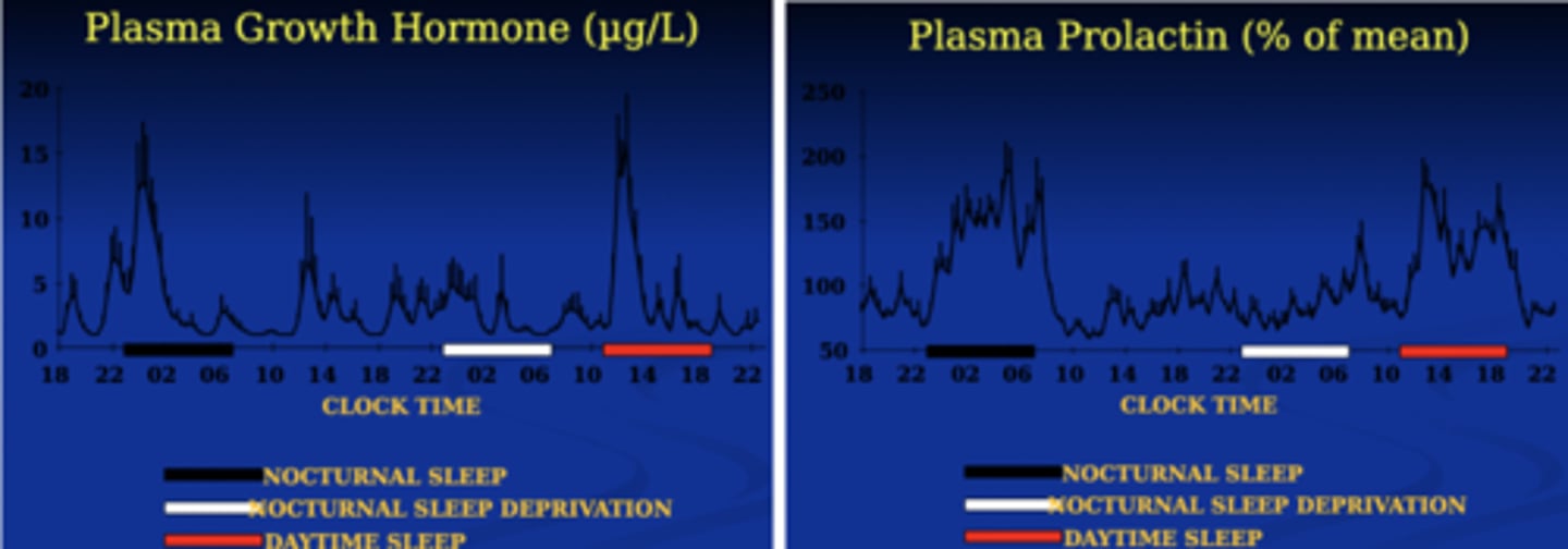 <p>Hormone release is influenced by:</p><p>Circadian Rhythm (Process C)</p><p>Sleep-Wake Homeostasis (Process S)</p><p>Environmental factors, such as postural changes, stress, food intake and exercise also modulate hormone release</p><p>You need to sleep to grow healthy</p><p>Growth hormone and Plasma Prolactin is under process S</p><p>Process S is sleep debt</p><p>ProcessC is circadian rhythm</p><p>Cortisol is under process C</p>