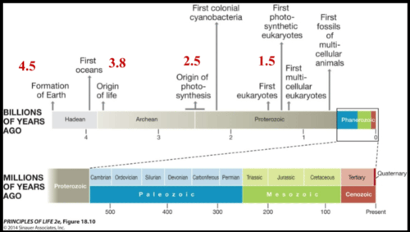 <p>Between March-October, prokaryotes ruled and changed earth</p><p>-LIFE EMERGED IN MARCH with the 1st bacteria</p><p>-Before october - only single celled organisms existed</p><p>-start of october - eukaryotes (multicellular organisms) developed</p><p>-November - plants invaded the land and most major animal groups appeared in oceans</p><p>-early december - flowers and mammals evolved</p><p>- december 26th - dinosaurs ruled the environment until the asteroids hit wiping out all but birds</p><p>december 31st, 30 min before midnight - humans came into existence</p>