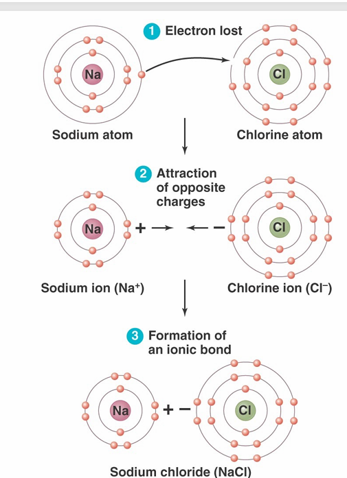 <p>– Occur when two atoms with vastly different electronegativities come together</p><p>– Atoms have either positive (cation) or negative (anion) charges</p><p>– Cations and anions attract each other and form ionic bonds (no electrons shared)</p><p>– Typically form crystalline ionic compounds known as salts <strong>(NaCl)</strong></p>