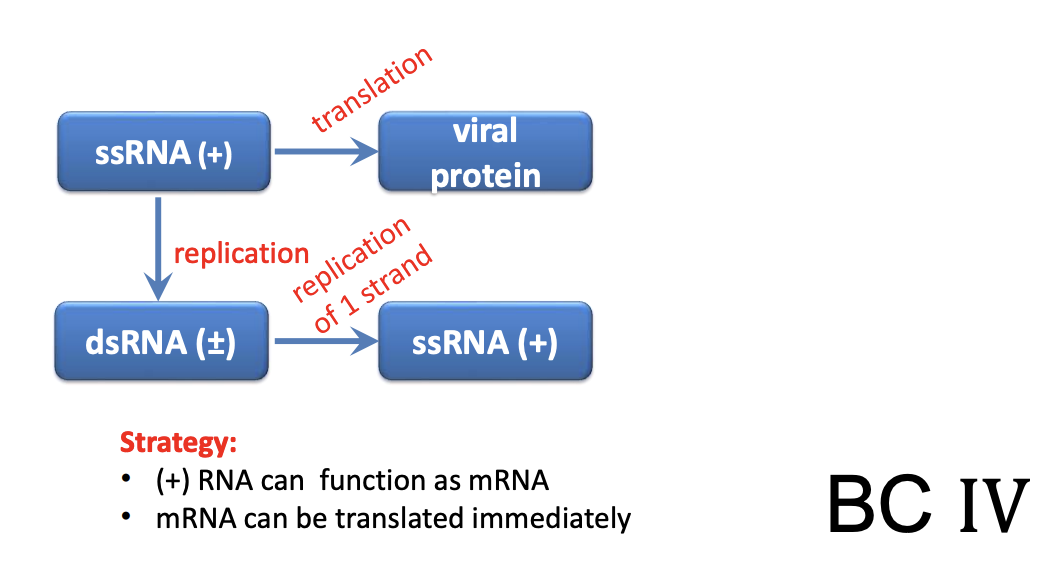 <p>Explain <u>+ssRNA (Class IV) viruses</u></p>