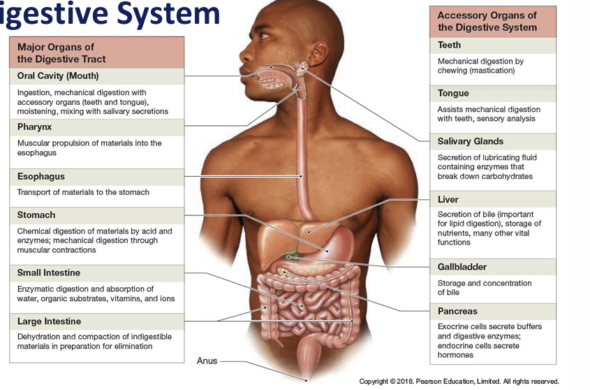 <p>Learn componenets</p>