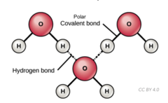 <p>hydrogen bond</p>