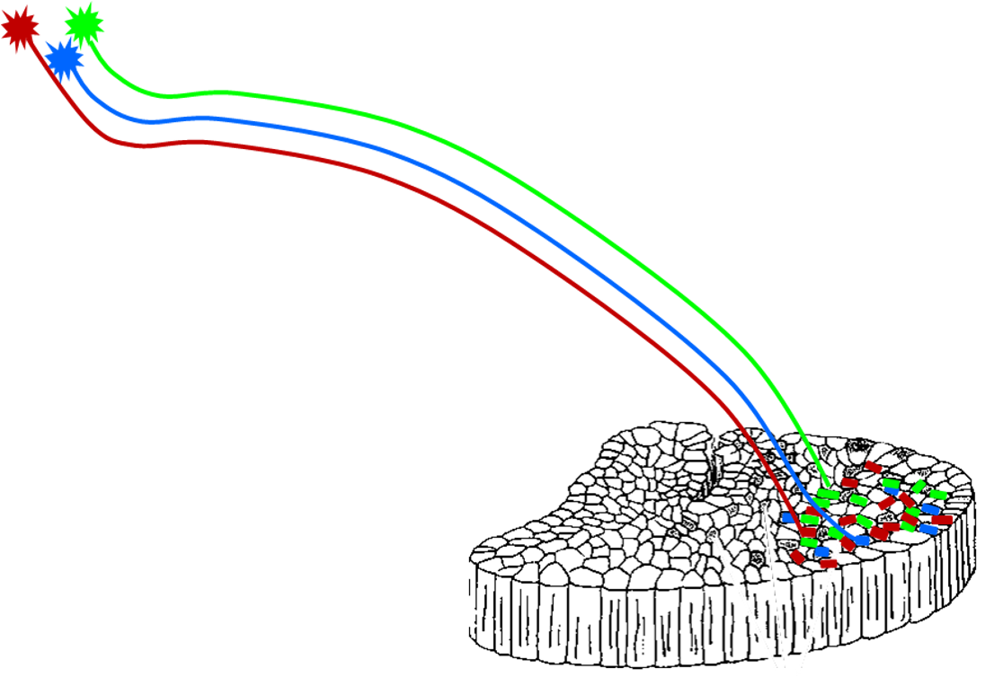 <p>What does this diagram show about motor neurons and their target fibers?</p>