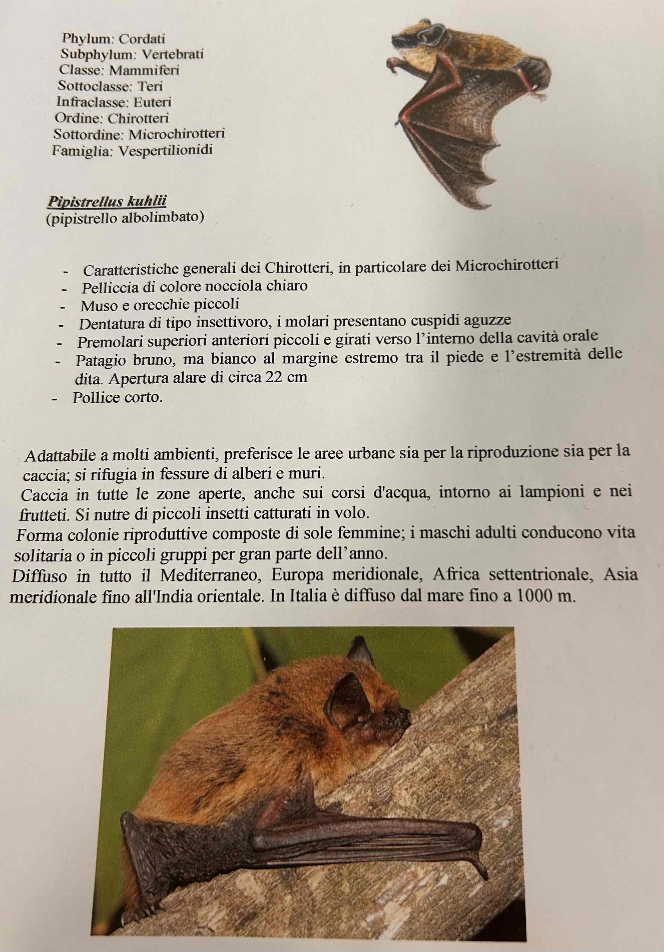 <p>Cordati</p><p style="text-align: start">Vertebrati</p><p style="text-align: start">Gnatostomi</p><p style="text-align: start">Tetrapodi</p><p style="text-align: start">Mammiferi</p><p style="text-align: start">Eutheria</p><p style="text-align: start">Chirotteri</p><p style="text-align: start">Pipistrellus kuhlii (pipistrello albolimbato)</p>