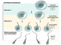 <p>Spermatogonia (spermatocyte) divide to create four genetically unique haploid sperm from each original spermatogonium.</p>