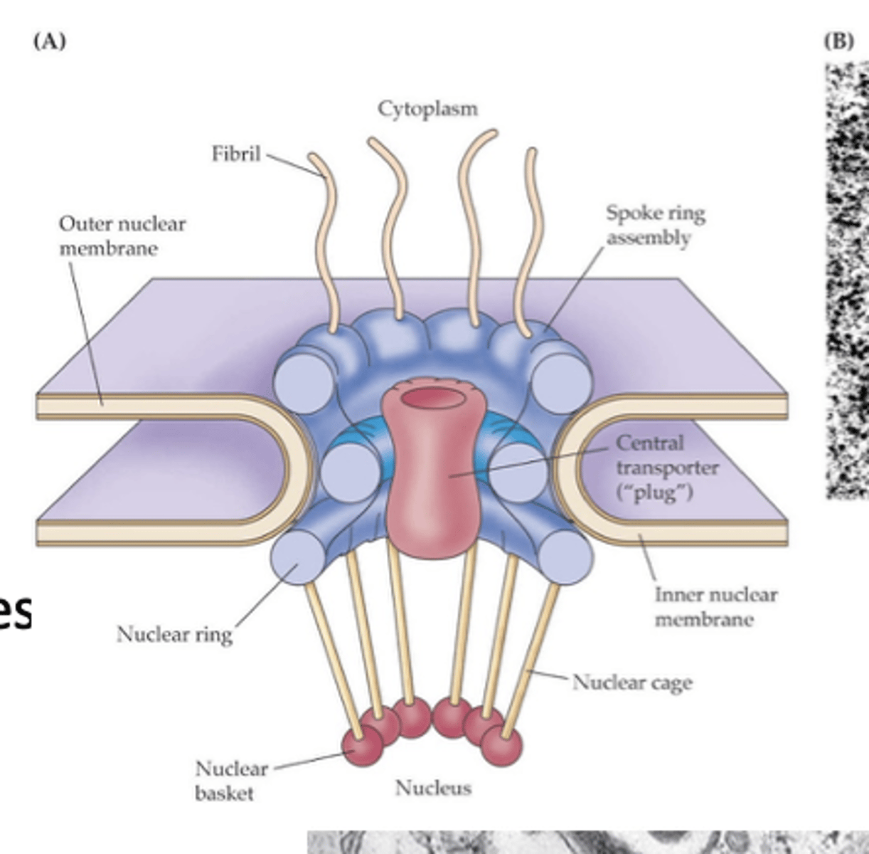 <p>How do ions and small molecules pass through nuclear pores?</p>