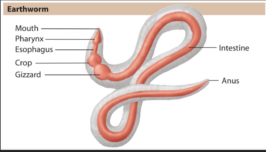 <p>Anatomy – Alimentary Canal</p>