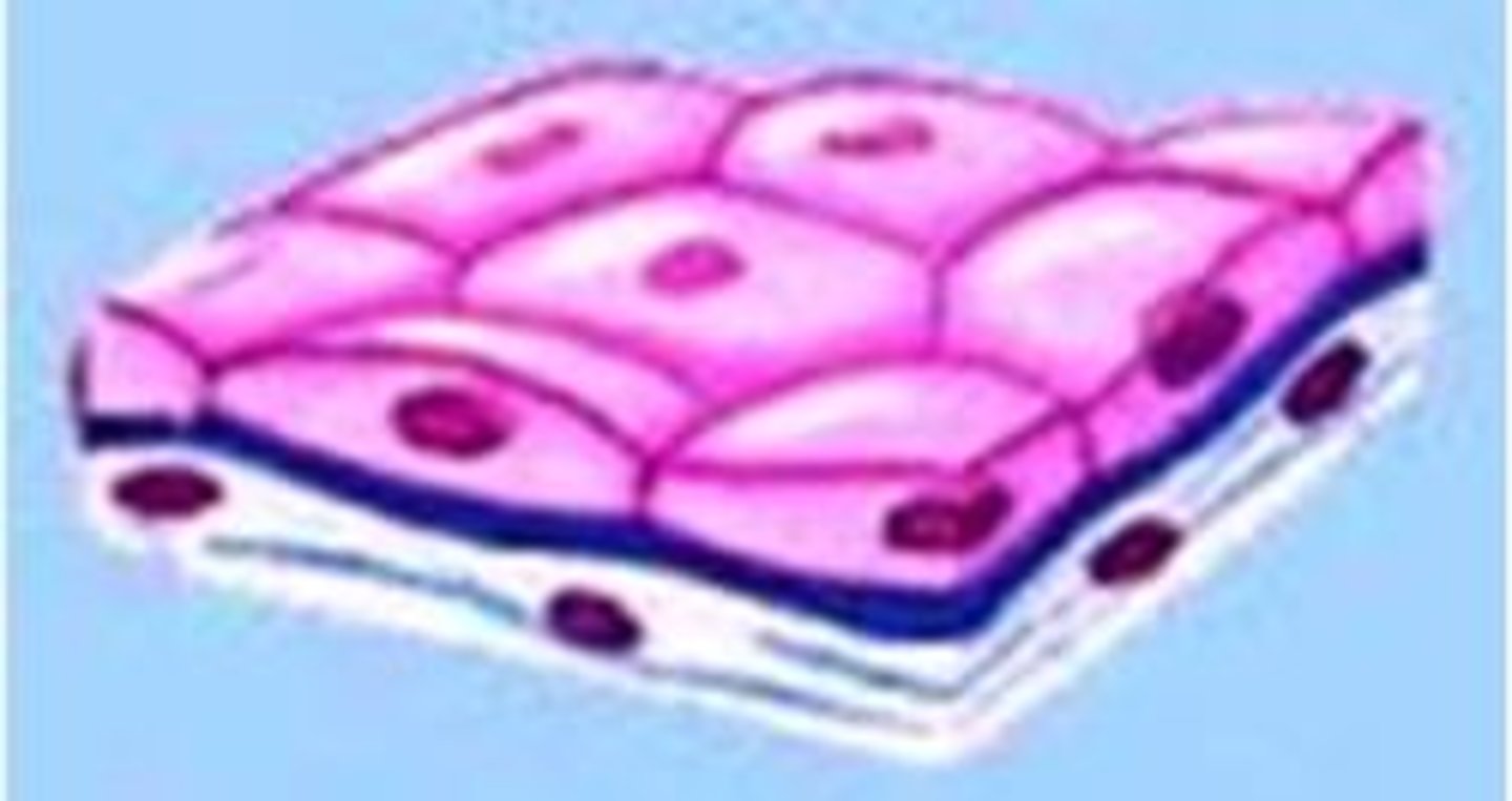 <p>A single layer of flattened cells; Forms walls of capillaries &amp; air sacs of lungs;</p>