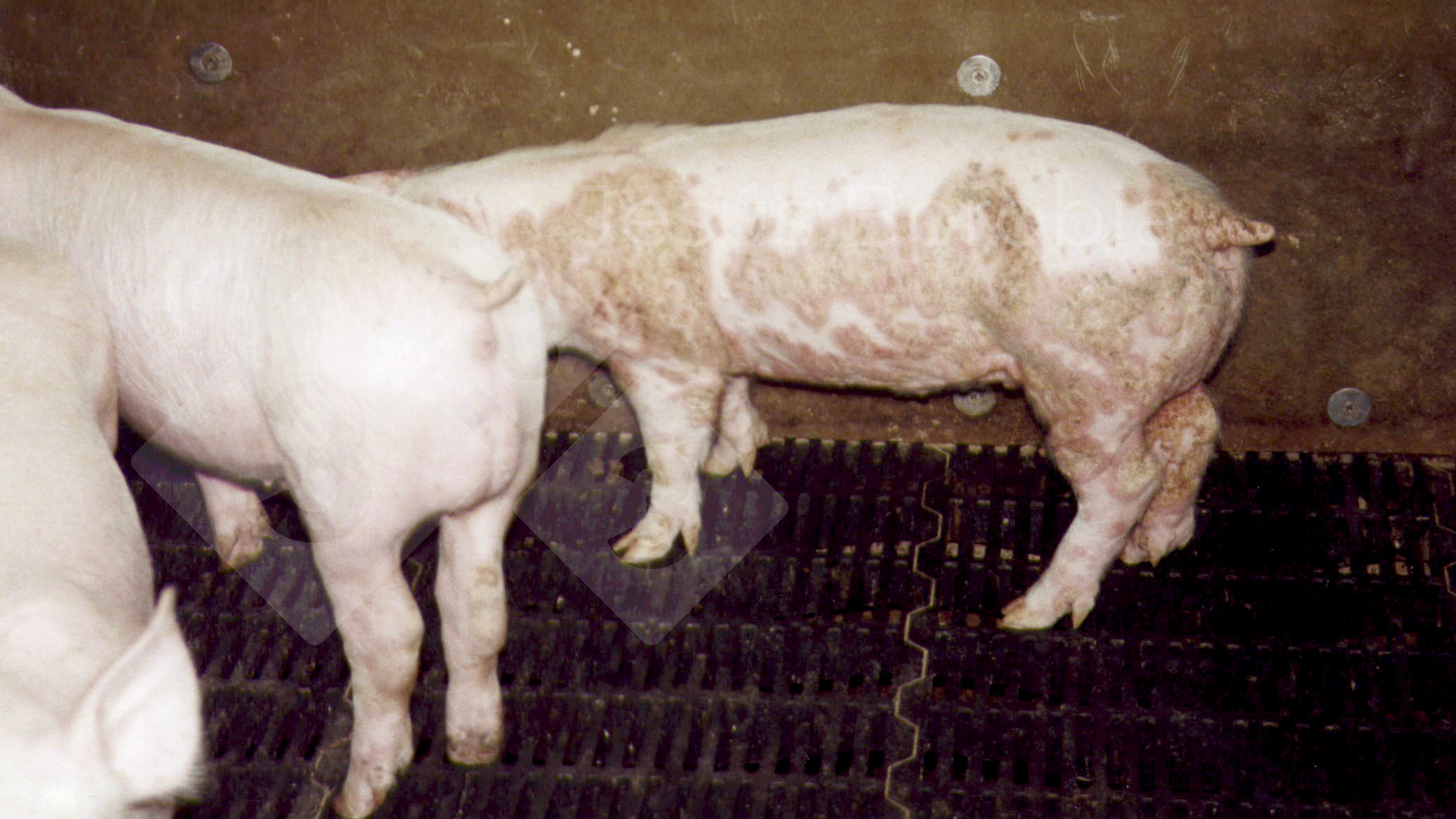 <p>Large, circular lesions on the abdomen and hind legs, appearing during stress like weaning</p>