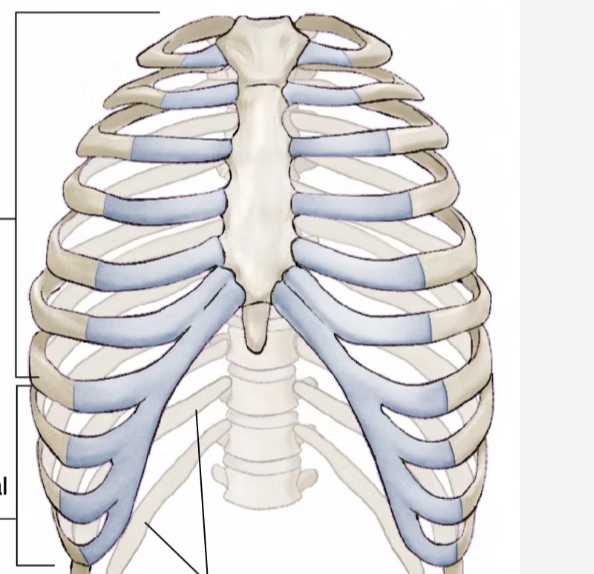 <p>two vertical lines</p>