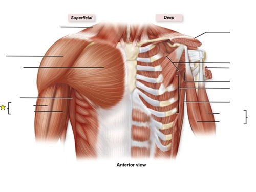 <p>identify the muscle</p>