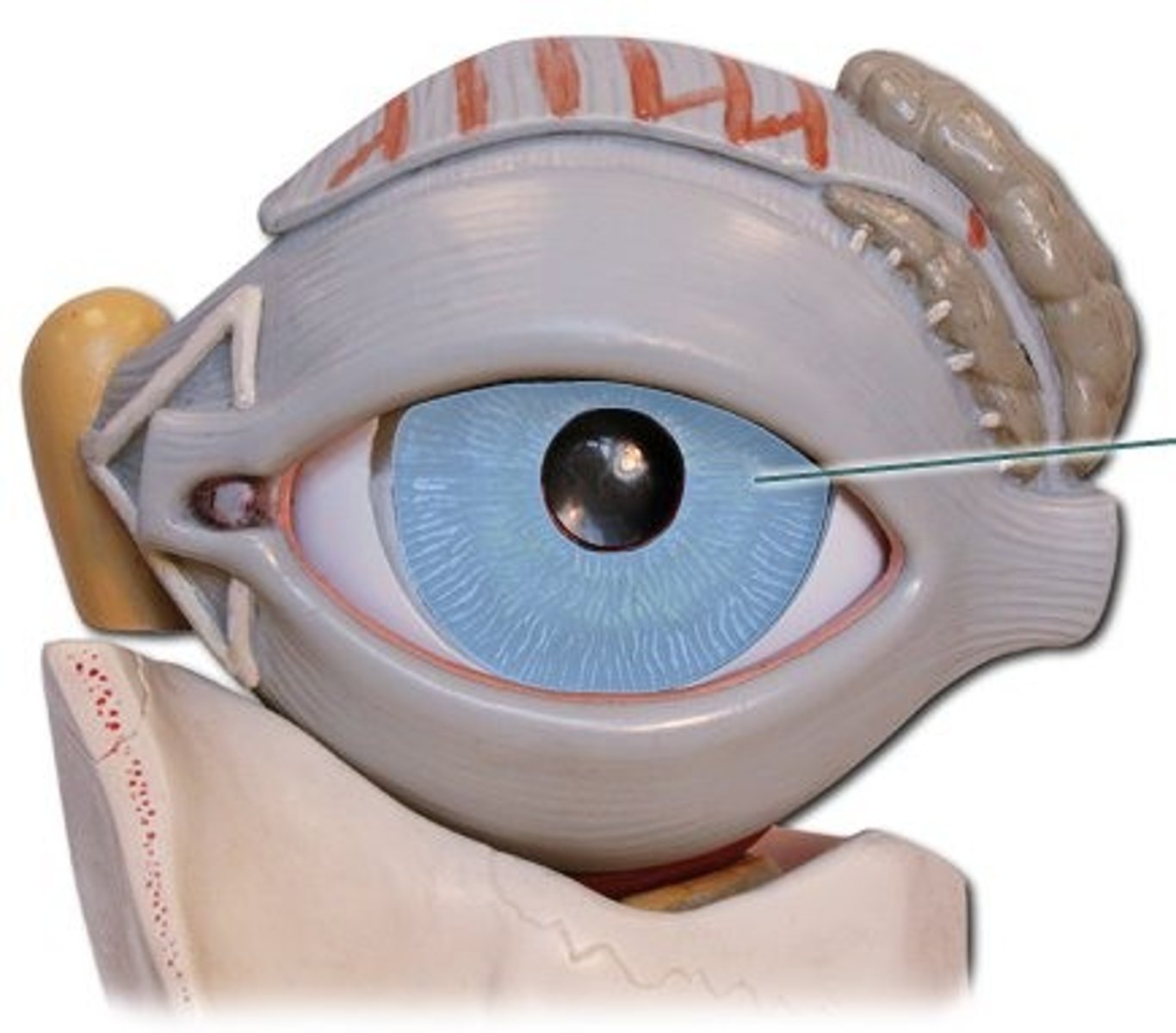 <p>Muscle tissue that controls how much light enters the eye. Contains the colour of the eye.</p>