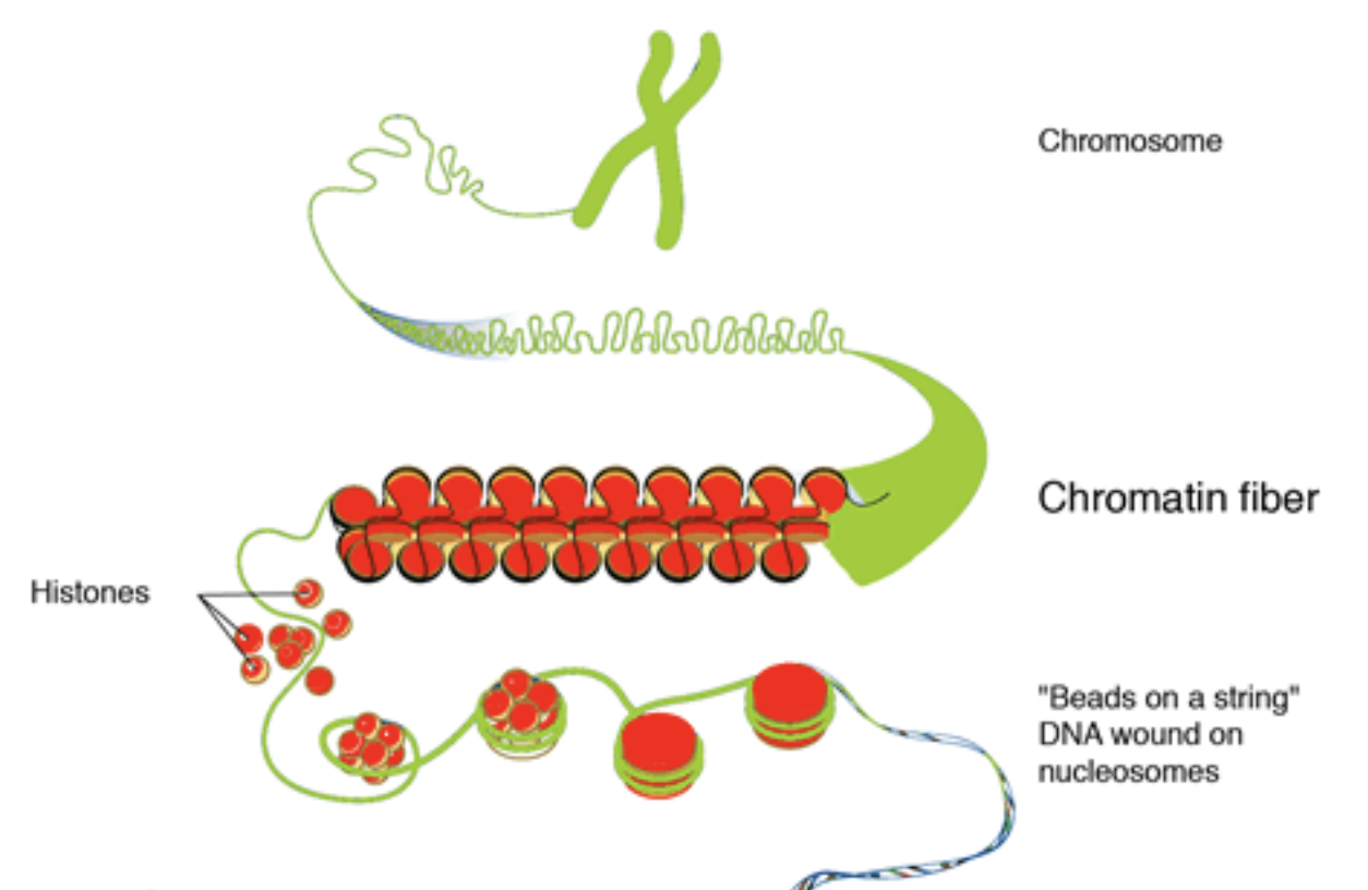 <p>DNA in a <strong>complex</strong> with <em>proteins</em> and <em>RNA molecules</em>. </p><p>Purpose is to package DNA into more dense/compact structures.    </p><p>Highly dynamic structure that changes to regulate gene expression, DNA replication, and cell division.                                                                                                                                                                                                                                      </p>