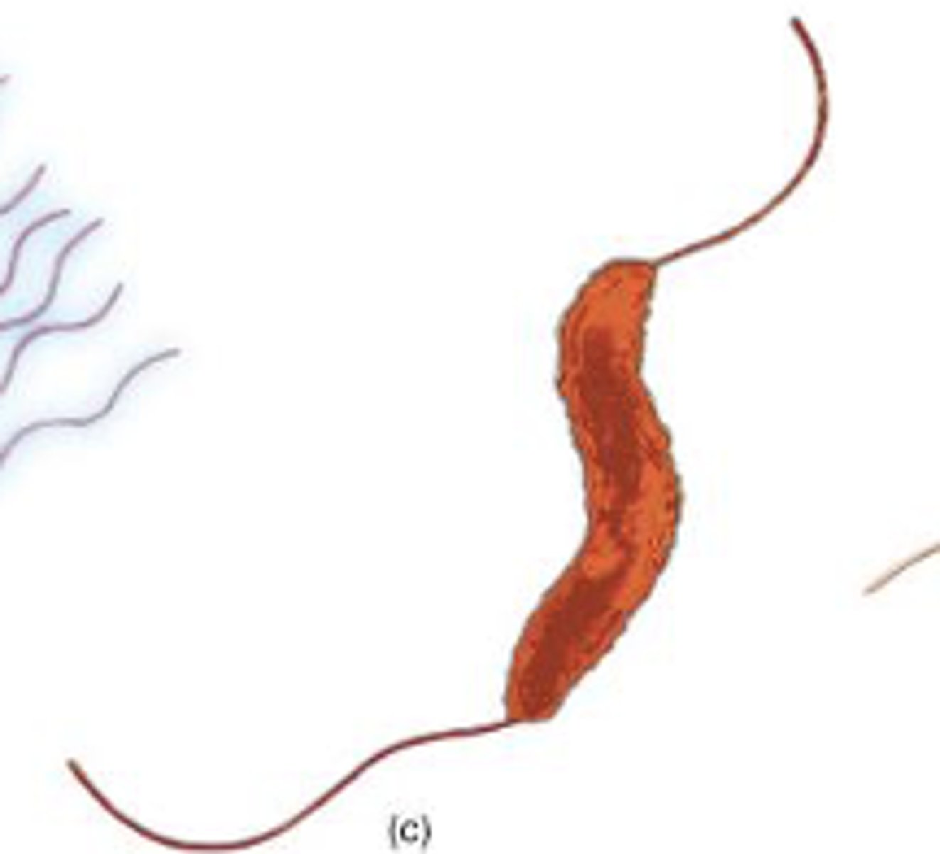 <p>one flagellum at each end of the cell</p>