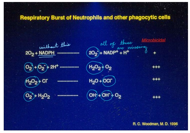 <p>Recurrent bouts of infection (pneumonia, abscesses) Frequently fungal or catalase positive bacteria Disease is heritable and is cause by a mutation in any one of a number of the subunits of NADPH oxidase</p><p>Diagnosis with the nitroblue-tetrazolium (NBT) test (turns blue when oxidized by super oxide, remains colourless if they have CGD)</p>