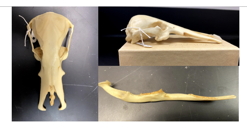<p>Ornithorhynchidae <em>Ornithorhyncus anatinus</em></p>