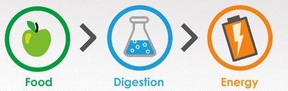 <p>breaking down nutrients to make energy</p>