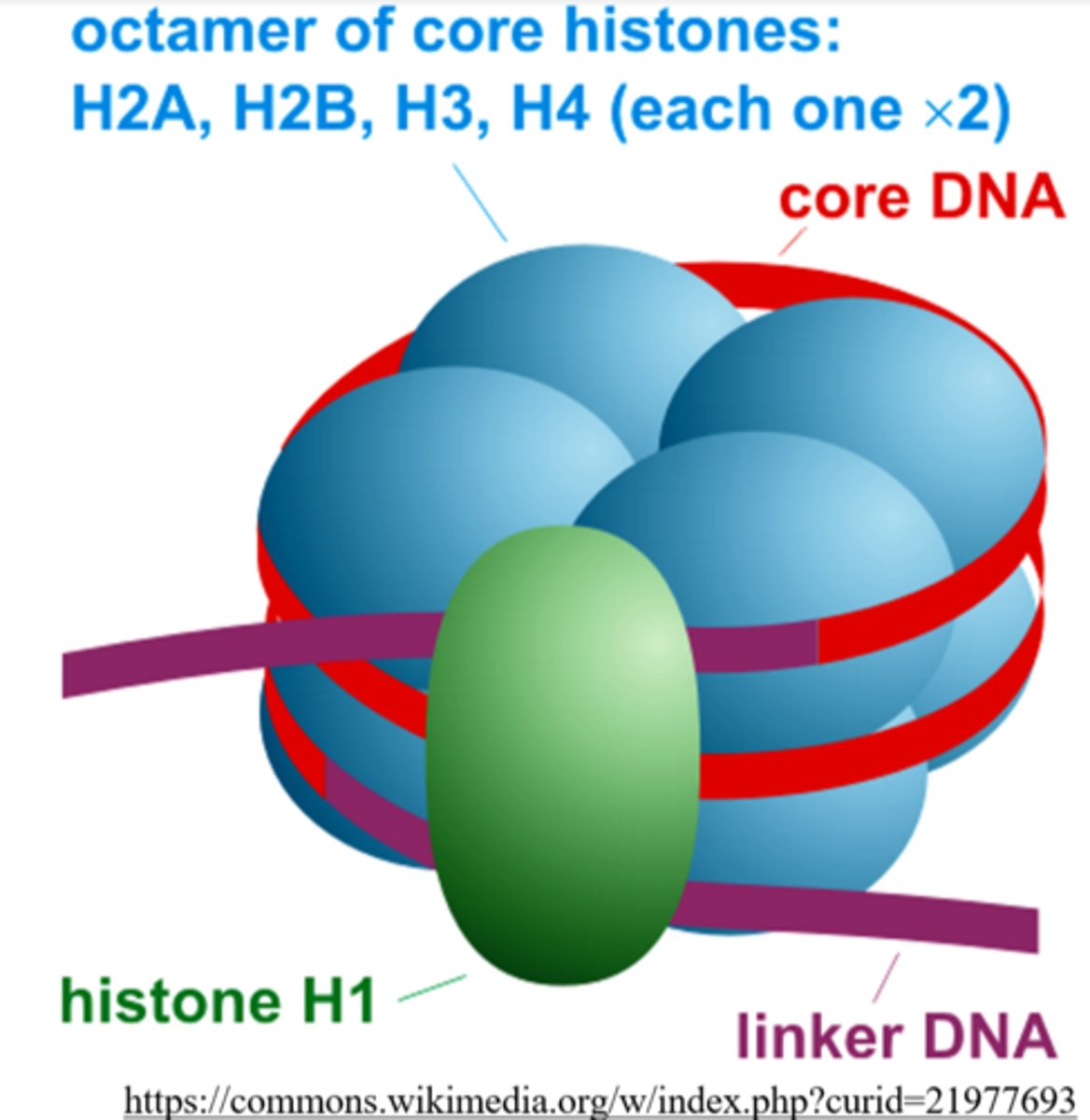 <p>nucleosome</p>