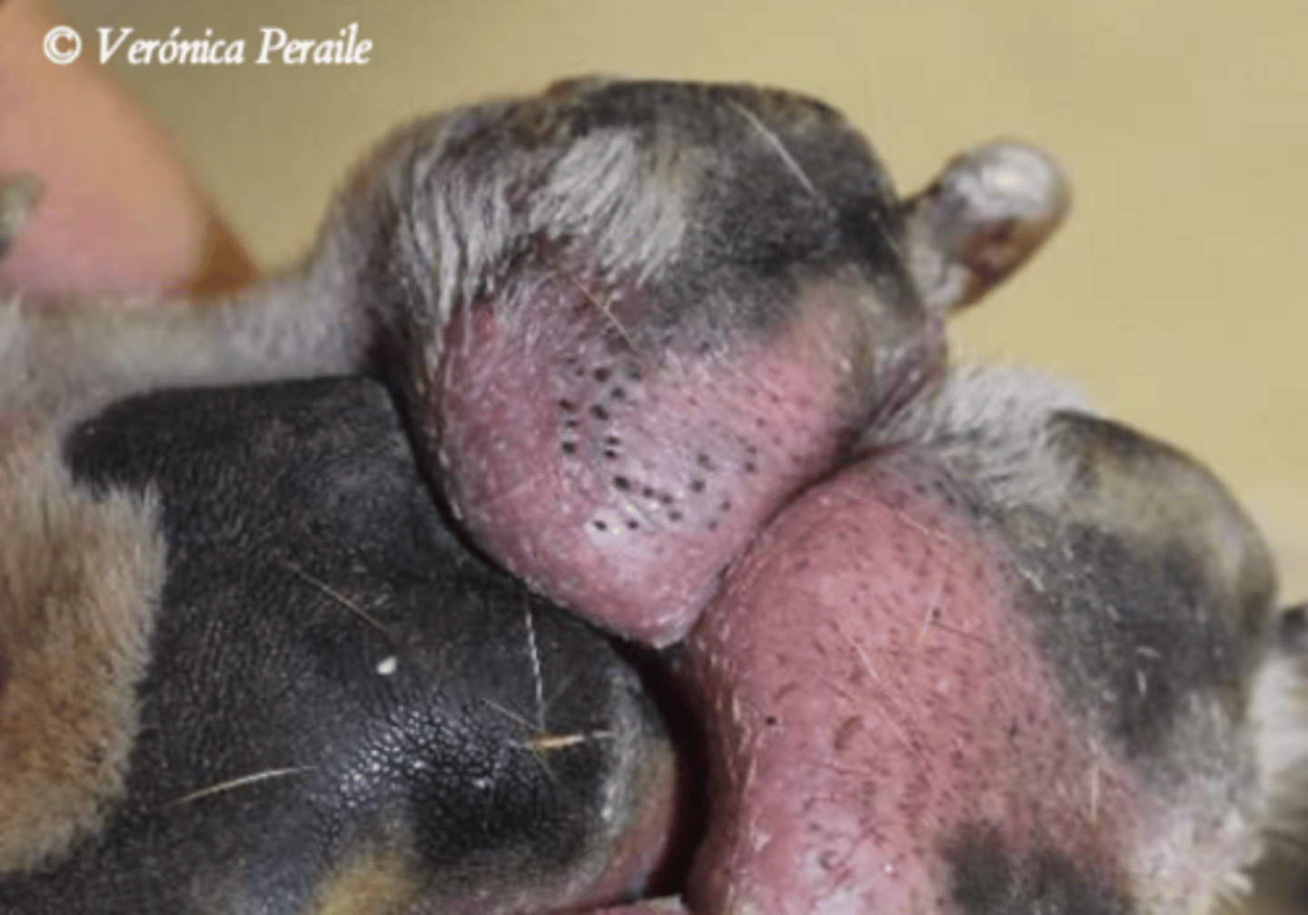 <p>¿lesión?</p><p>¿primaria o secundaria?</p>