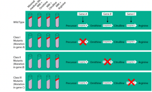 <p>Beadle and Tatum </p>