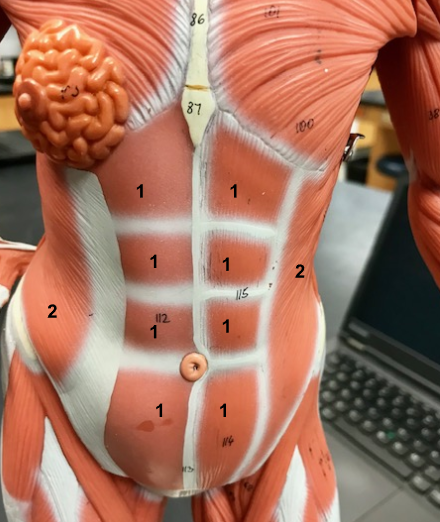 <p>What is the muscle indicated by the black 2’s? Function?</p>