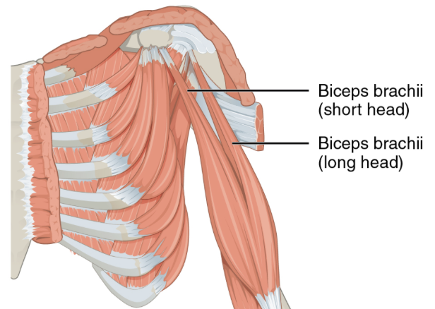 <p>Action: Elbow flexion, supination</p><p>Origin: Supraglenoid tubercle (scapula) </p><p>Insertion: Radial tuberosity (radius)</p><p>Innervation: Musculocutaneous nerve C5-7</p>