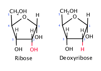 <p>DNA pentose sugar deoxyribose vs RNA pentose sugar ribose. </p><p>DNA bases AGTC, RNA bases AGCU</p>