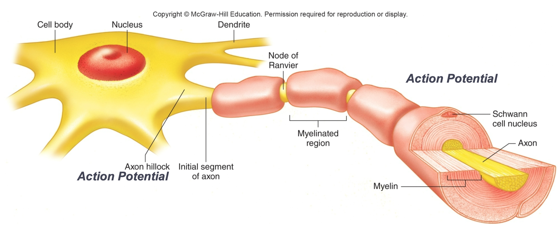 
1. Cell body 

   
   1. Contains nucleus and other organelles
   2. Cluster in groups called nuclei in CNS/ganglia in PNS
2. Dendrites

   
   1. Receive chemical signals
   2. Conduct a graded impulse toward the cell body
3. Axon

   
   1. Conducts action potentials away from cell body towards terminal
