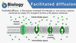 <p>-need protein to help, for larger or charged molecules</p><p>-NO energy, use gradient</p><p>-channel and carrier mediated</p><p>-<u>slower</u> than simple diff, because need proteins. when used up diffusion plateus</p>