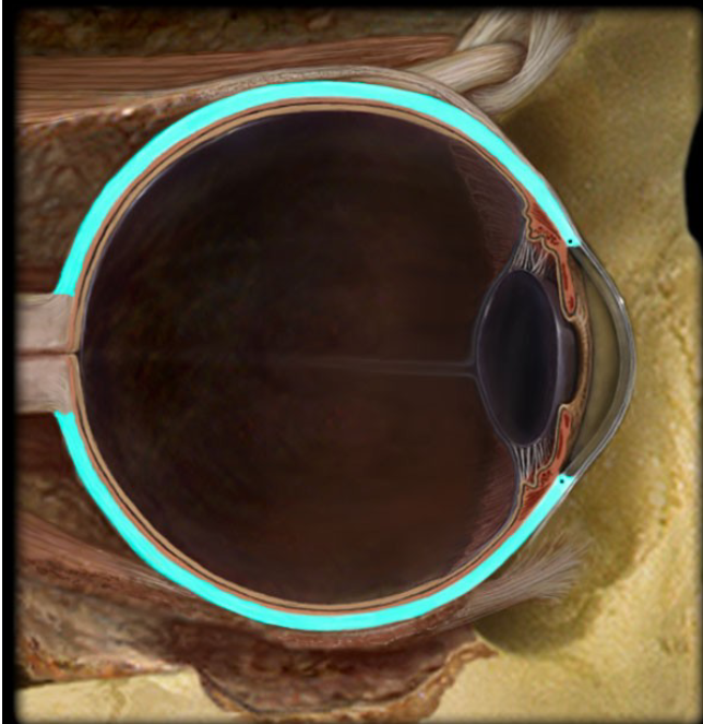 <p>Fibrous layer<br>White part of the eye</p>