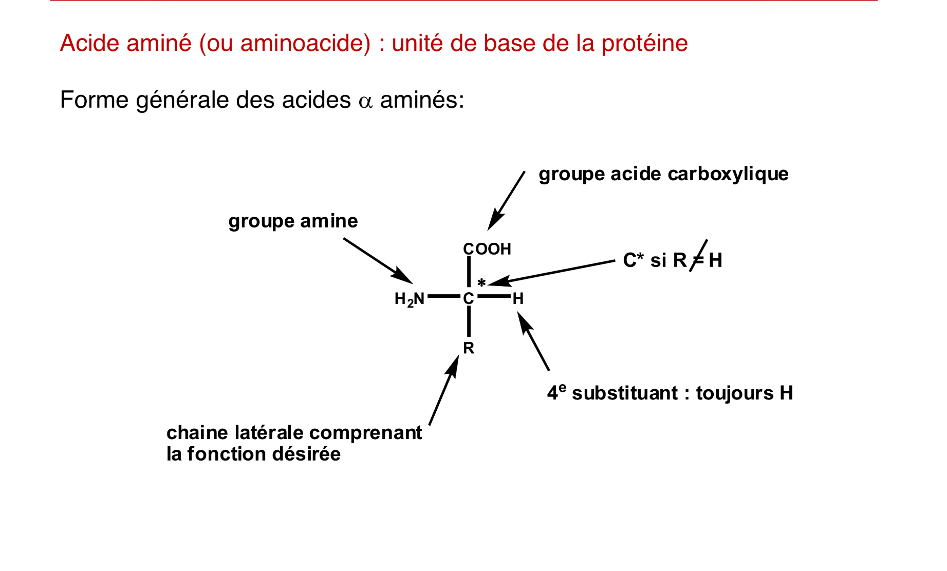 <p>unité de base de la protéine</p>